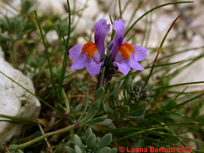  Image name: linaiola4.jpg 
 width: 400 pixel 
 height: 300 pixel 
 Size: 35382 bytes 
 Click to enlarge 